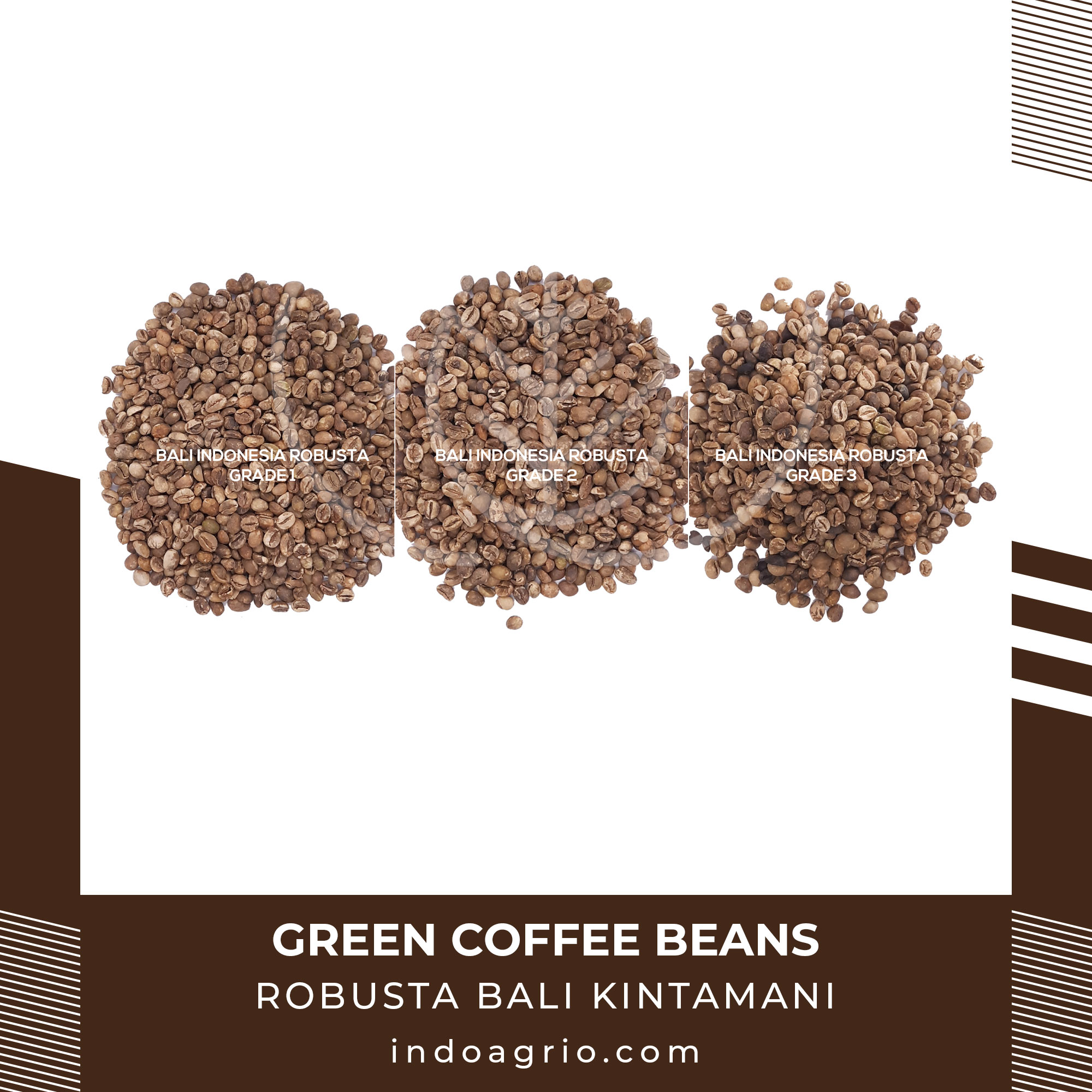 Coffee Beans - Robusta Bali Kintamani